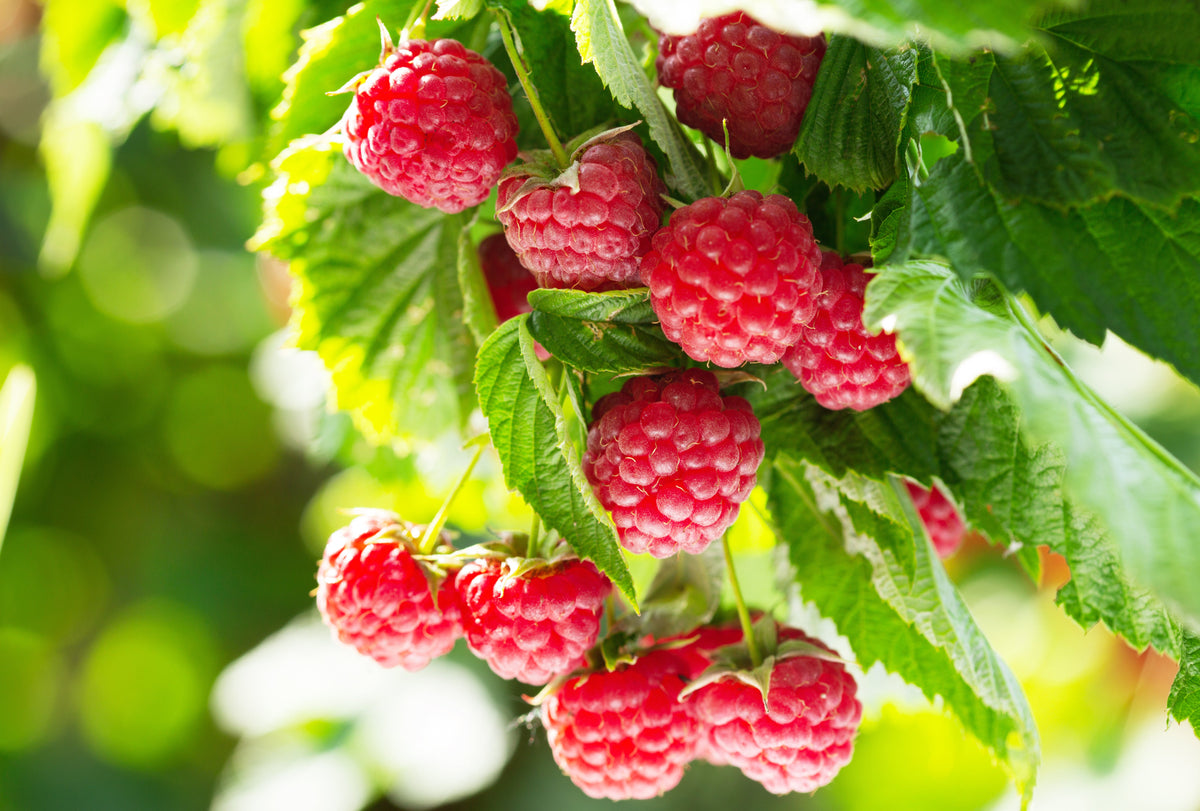 Is Raspberry Leaf Safe During Pregnancy?