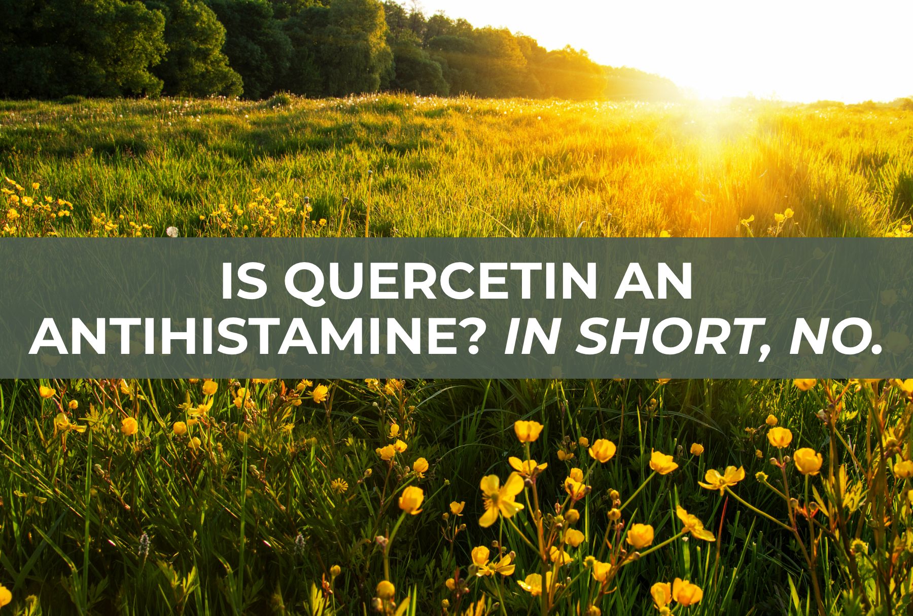 Is Quercetin an Antihistamine? In Short, No.