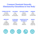 Image of common chemicals naturally eliminated by glutathione in the body