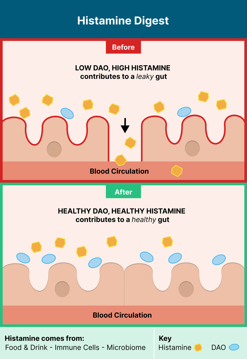 Histamine Digest Best DAO Supplement Seeking Health