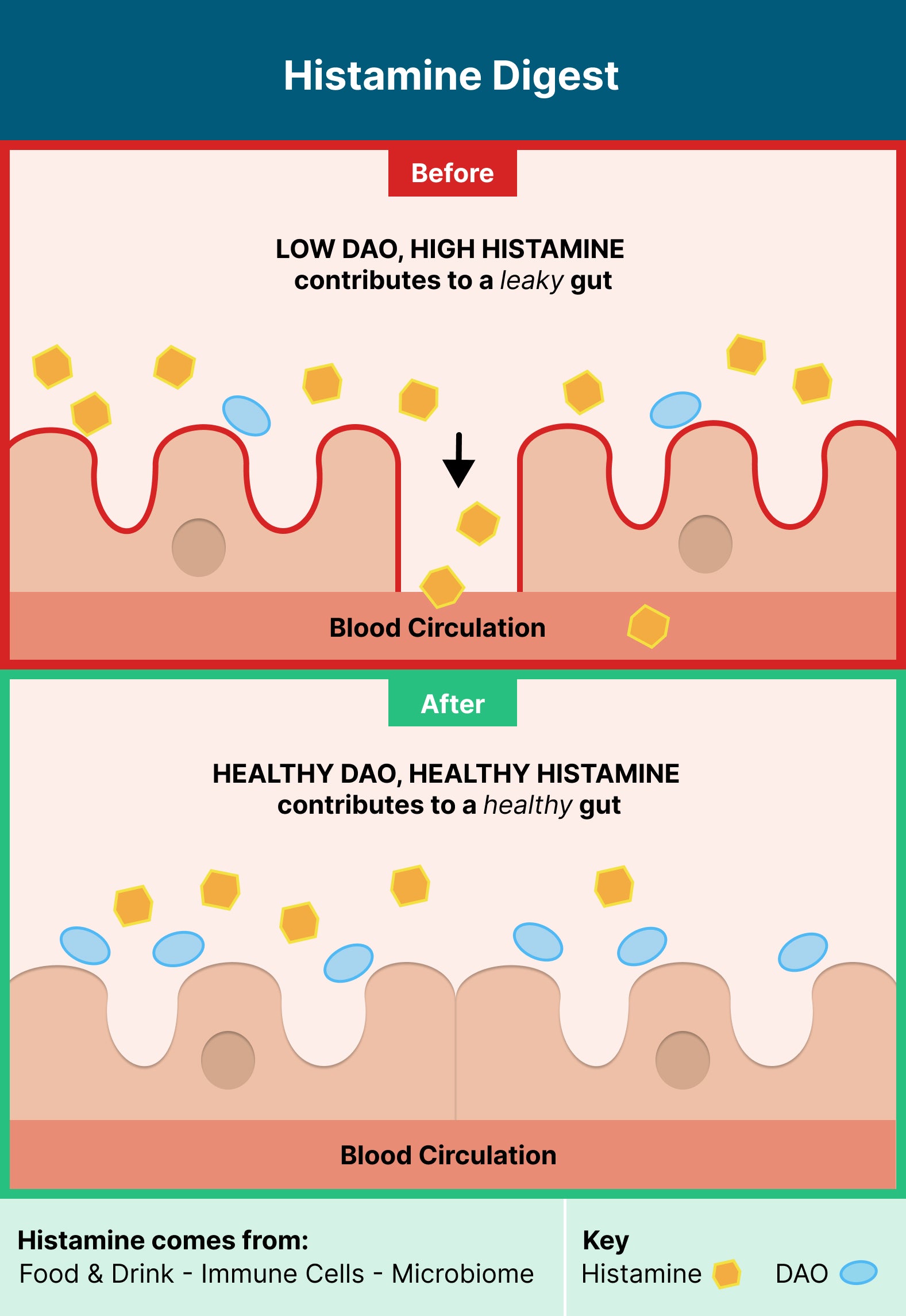 Histamine Digest Best DAO Supplement Seeking Health