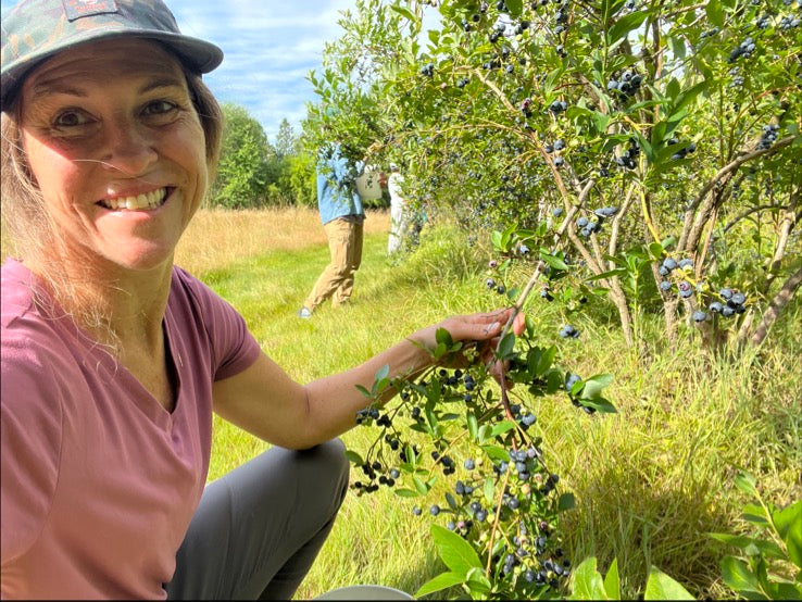 Person picking blueberries in an outdoor setting with trees and grass.