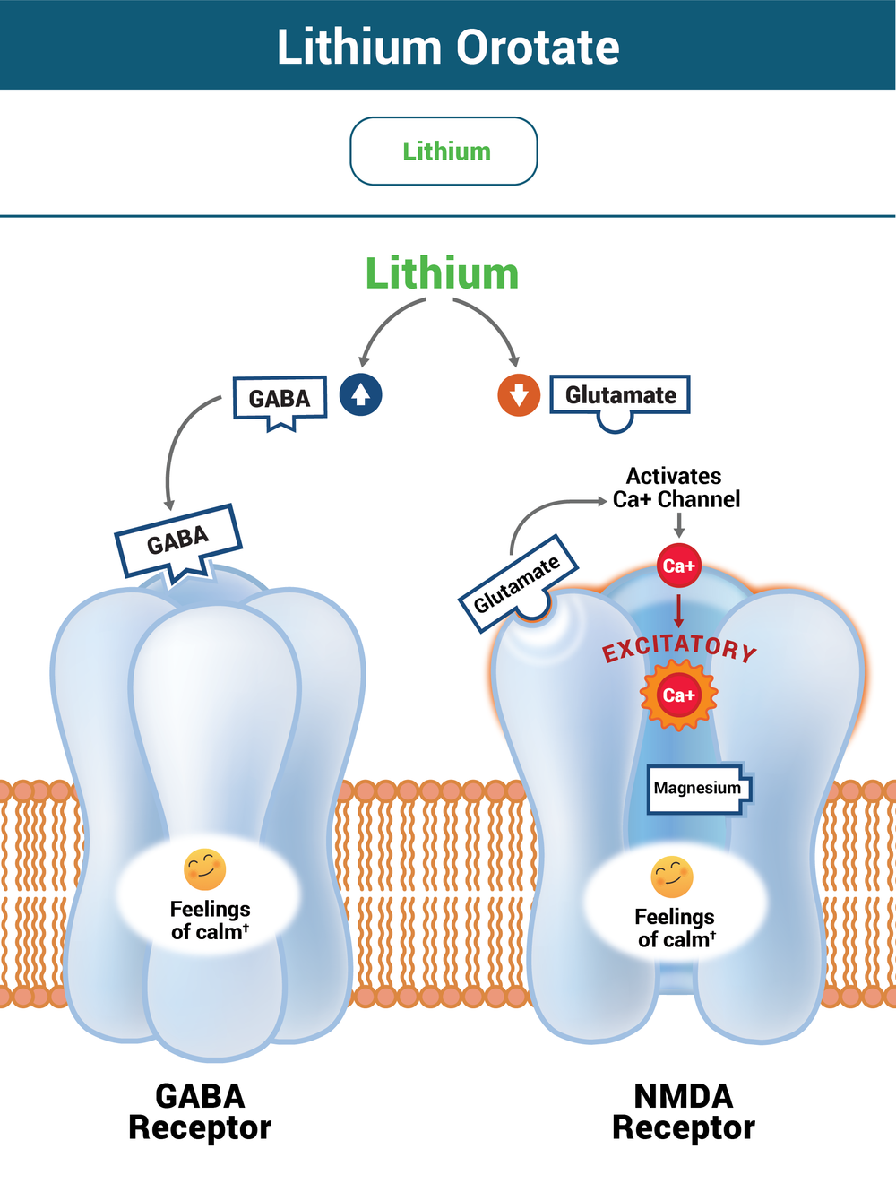 Lithium Orotate — Seeking Health