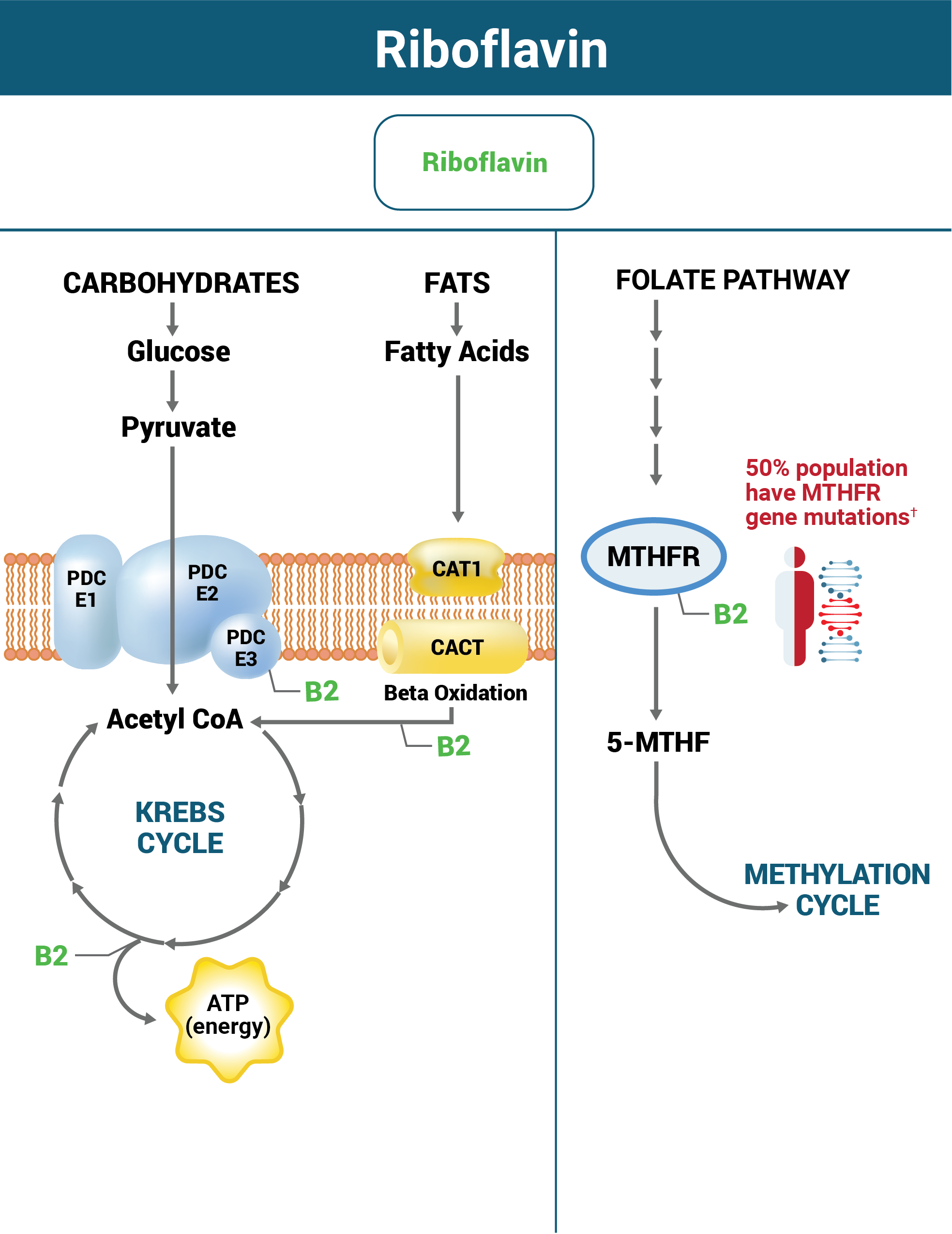 Riboflavin — Seeking Health