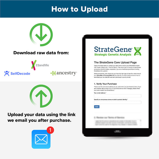 glutathione genes 23andme Insights into the Role of Peroxidase 3 in Non-Neoplastic Diseases Unlock your genetic potential with the StrateGene Report by Dr StrateGene Report 1-Pack