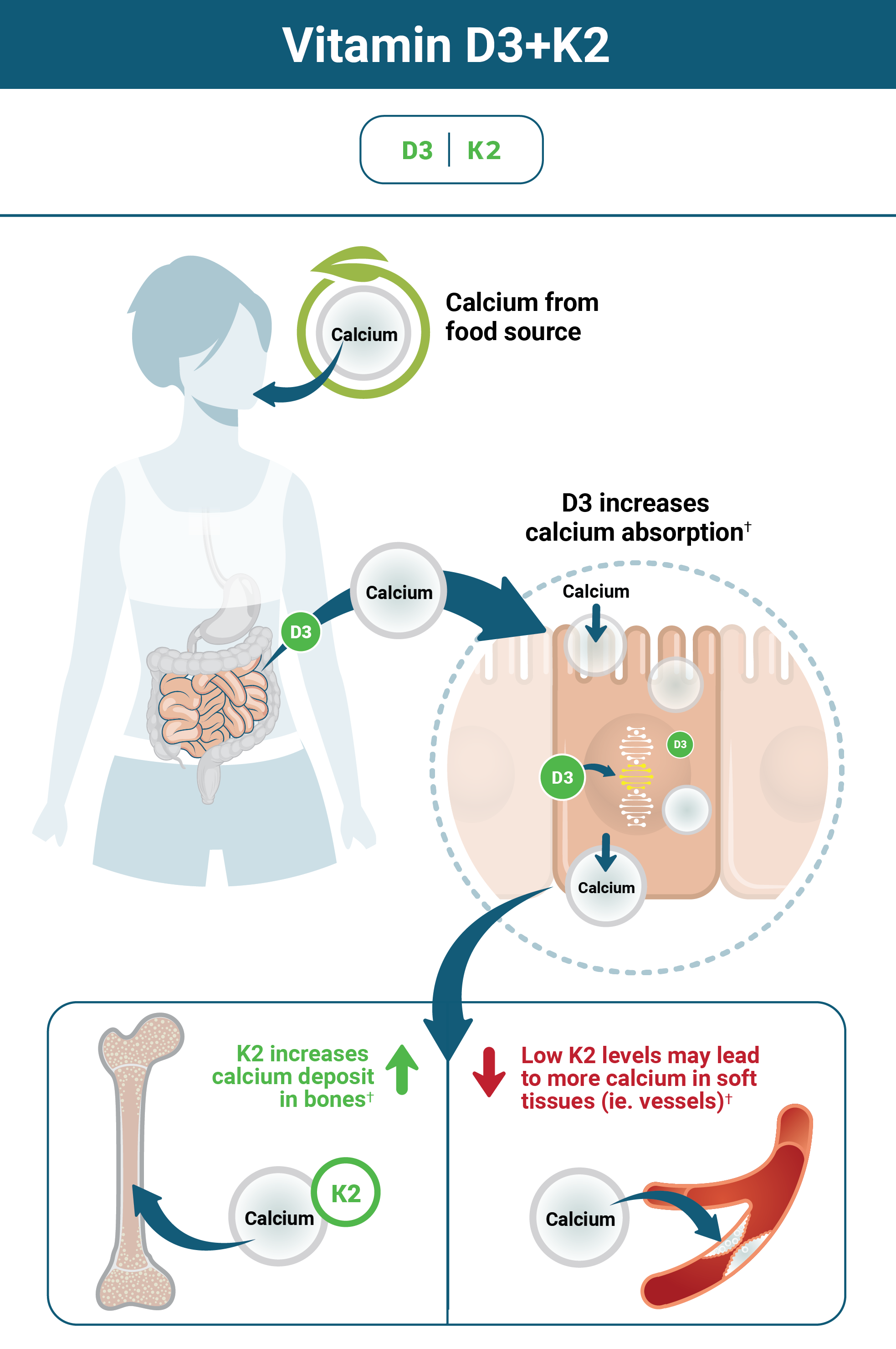 Illustration about how vitamin D3 and K2 work together for calcium handling and bone support