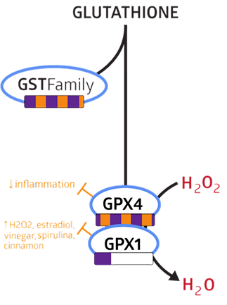 Maximizing the Potential of Your Super Seven Genes — Seeking Health