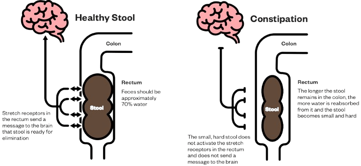 glutathione cycle b2 riboflavin essential for cycle Riboflavin (vitamin B2) and oxidative stress: a review | British Journal of Nutrition glutathione cycle b2 riboflavin essential for cycle Riboflavin (vitamin B2) and oxidative stress: a review | British Journal of Nutrition